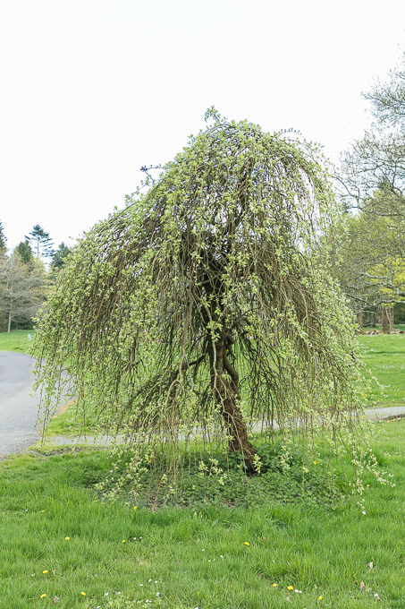 Kennedy Park 2018 (025)